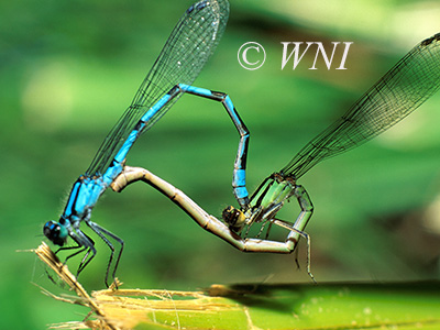 Northern Bluet (Enallagma annexum)